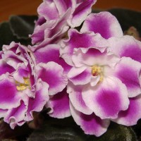 Фиалка РС-Восторг (Репкина)