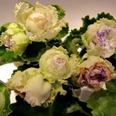 Фиалка РС-Зелёная Лагуна (С.Репкина)