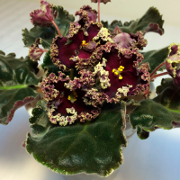 Фиалка РС-Дон Жуан ( С.Репкина)