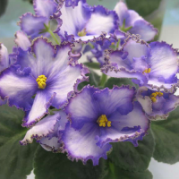 Фиалка РС-Изумрудный берег ( С.Репкина)