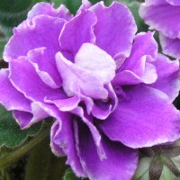 Фиалка ЕК-Седая Дама (Коршунова)