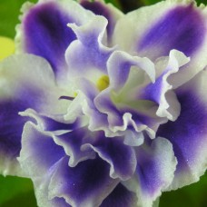 Фиалка Синяя Вспышка (К.Морев)