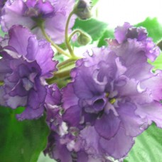 Фиалка Сиреневое Волнение (Макуни)