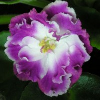 Фиалка Silverglade Flirts