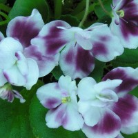 Фиалка Ma’s Southern Springtime mini