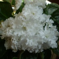 Фиалка Свадебный Букет (К.Морев)