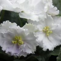 Фиалка Татьянин День (Макуни)