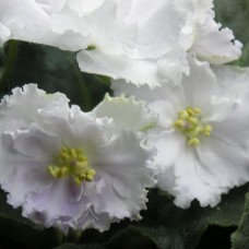 Фиалка Татьянин День (Макуни)