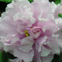 Фиалка Ваше величество Макуни