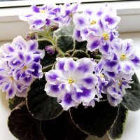 Фиалка Ват-Монарх ( Т.Валькова)