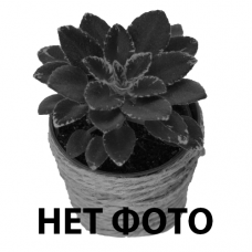 Розетка фиалки  Ален-Гордый Великан (А.Вольская)