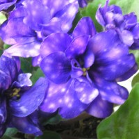 Фиалка Волшебная Ночь (Макуни)