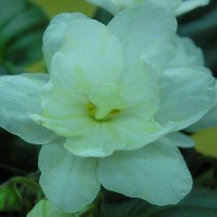 Фиалка Warm Sunshune