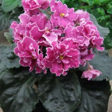 Фиалка Ян-Нарядная (Н.Пуминова)