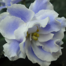 Фиалка Ян-Руслан (Н.Пуминова)