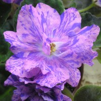 Фиалка Зависть Богов Морев